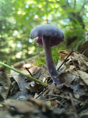 Amethyst Deceiver
