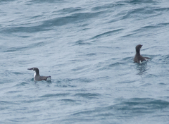 Synthliboramphus scrippsi