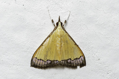 Pseudonoorda nigropunctalis