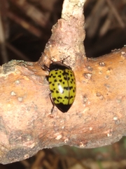 Iphiclus nigropictus