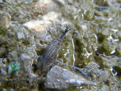 Raphidiinae