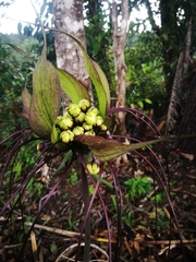 Tacca leontopetaloides