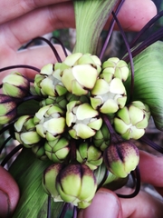 Tacca leontopetaloides