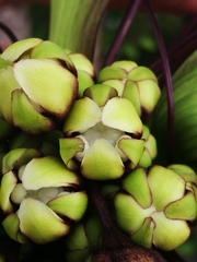 Tacca leontopetaloides