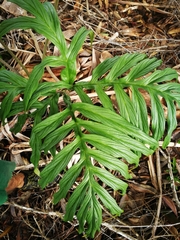 Tacca leontopetaloides