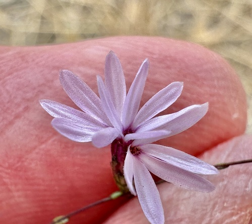 smooth lessingia (Lessingia micradenia)
