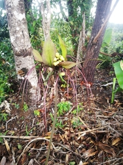 Tacca leontopetaloides