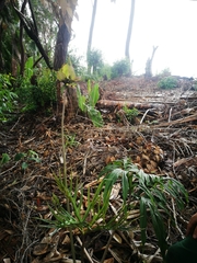 Tacca leontopetaloides