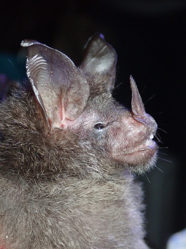 Davies's Big-eared Bat