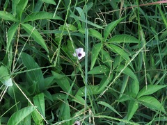 Ipomoea heptaphylla