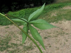 Ipomoea heptaphylla