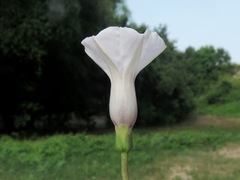 Ipomoea heptaphylla