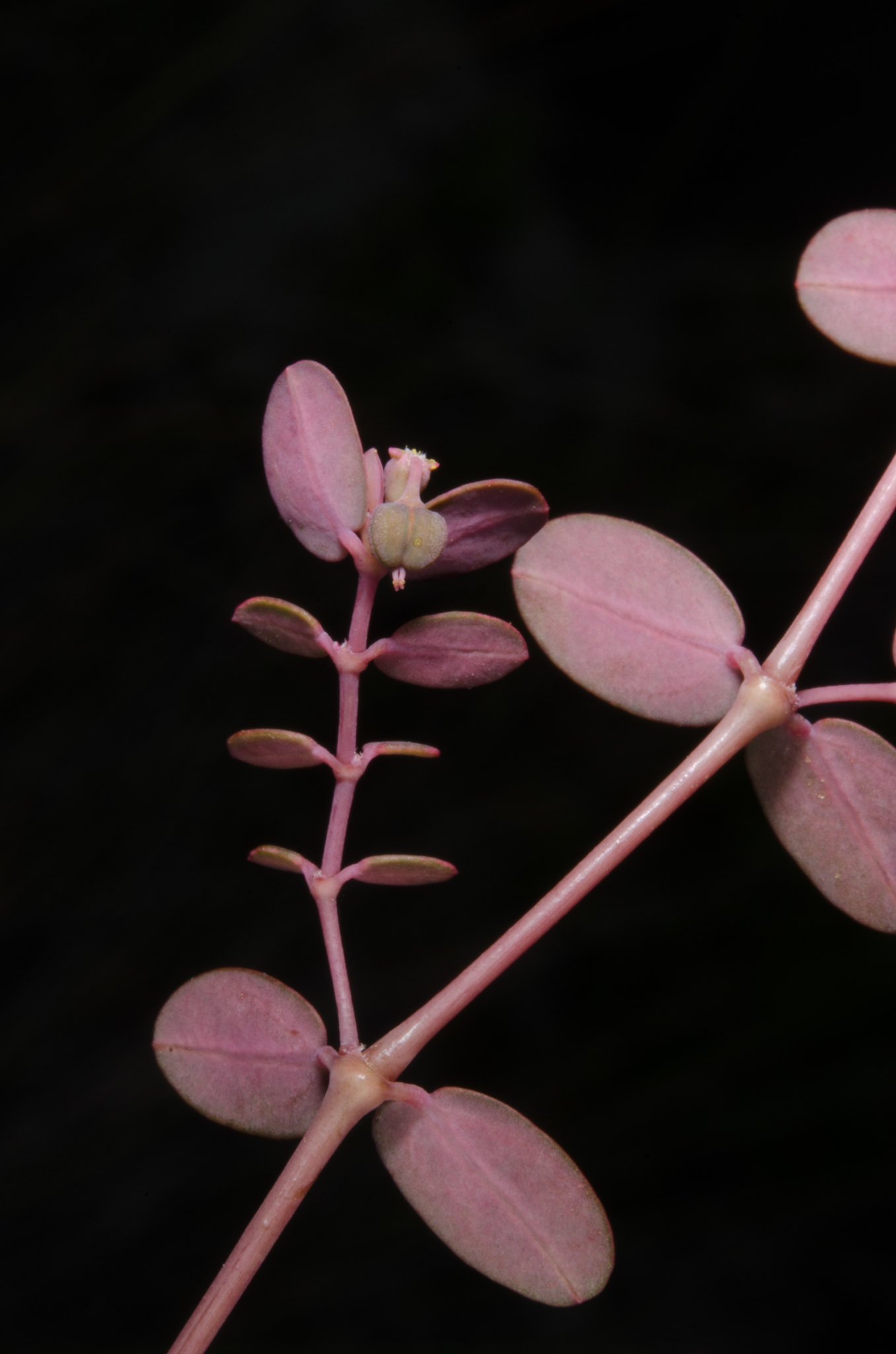Euphorbia mertonii