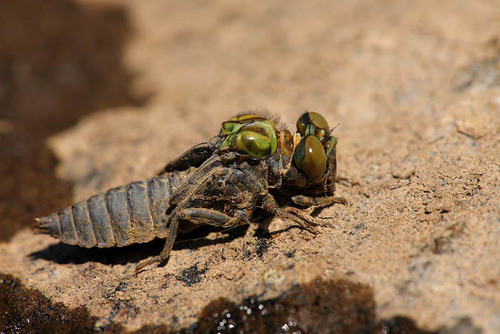 Small Pincertail