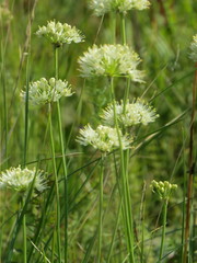 Allium flavescens