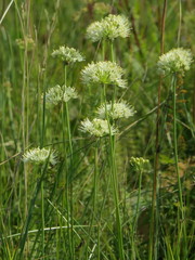 Allium flavescens