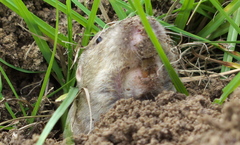Geomys breviceps