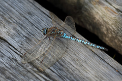 Aeshna caerulea