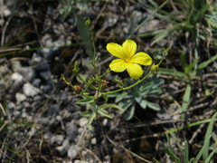Linum flavum