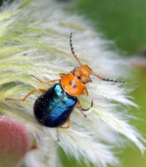 Ascolhedybius hirtus