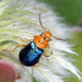 Ascolhedybius hirtus - Photo (c) Cecile Roux, some rights reserved (CC BY-NC), uploaded by Cecile Roux