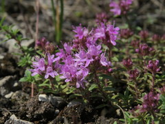 Thymus calcareus
