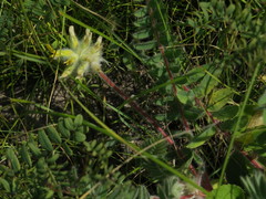 Astragalus dasyanthus