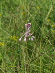 Allium podolicum
