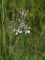Allium podolicum