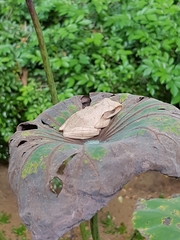 Polypedates megacephalus