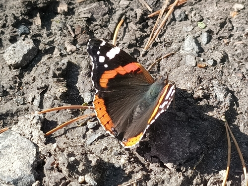 Red Admiral