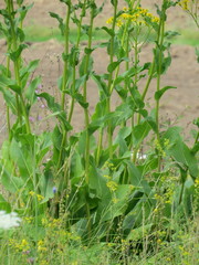 Senecio doria