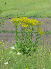 Senecio doria