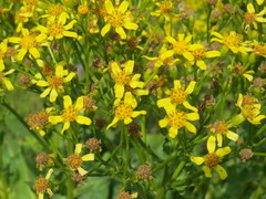 Senecio doria