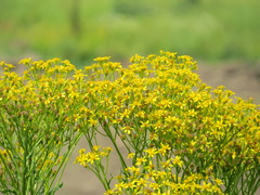 Senecio doria