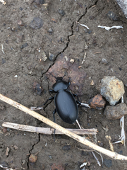 Carabus