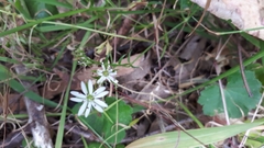 Stellaria angustifolia