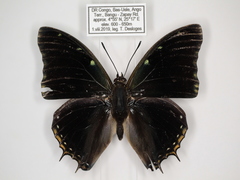 Charaxes cedreatis