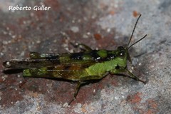 Paulinia acuminata