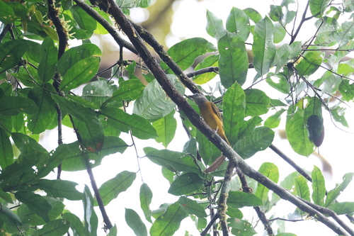 Citron-bellied Attila (Attila citriniventris)