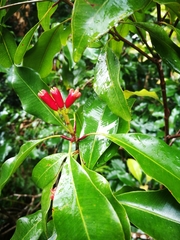 Syzygium aromaticum