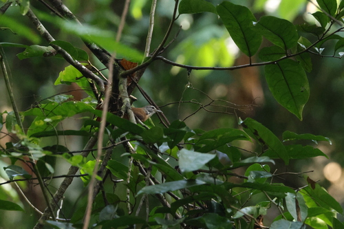 Buff-breasted Wren (Cantorchilus leucotis), photo 7