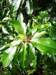 Syzygium aromaticum