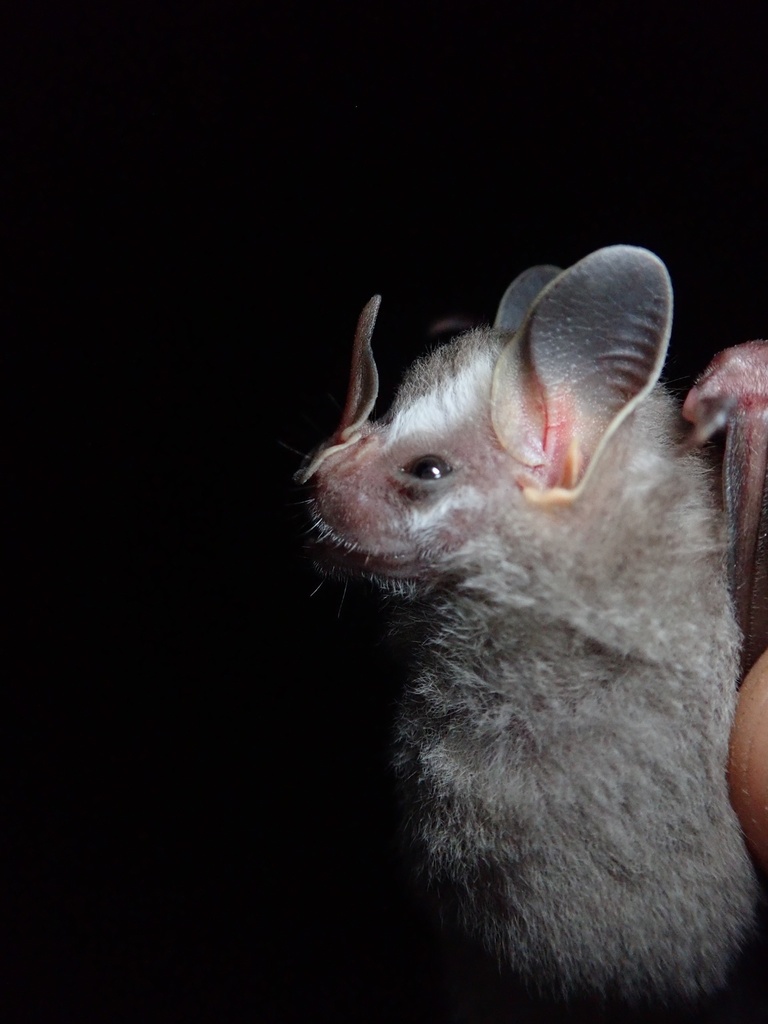 Dwarf Fruit-eating Bat