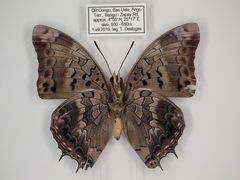 Charaxes cedreatis