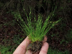 Isolepis carinata
