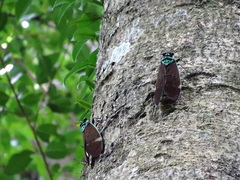 Formotosena seebohmi