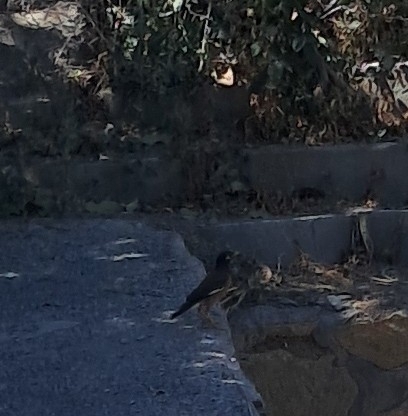 Common Myna