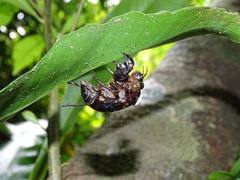 Formotosena seebohmi