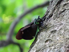 Formotosena seebohmi